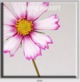 /album/photo-gallery-canvas-uri/decoratiuni-de-perete-canvas-lc-0260-jpg/